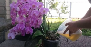 Ingrediente Secreto para Regar Orquídeas