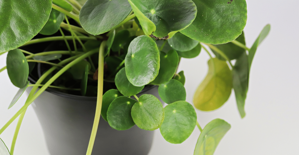 truques que transformam a pilea em uma planta invejável 