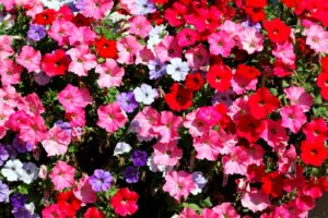 flor