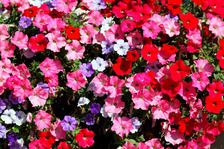 flor