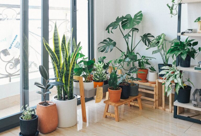 planta
